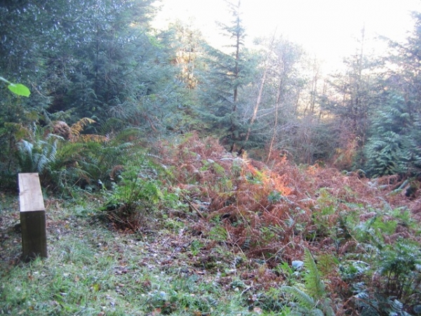 Hornshaynes wood - SOLD