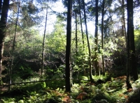 Mixed trees in the woodland for sale