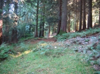 Forest track within Hornshaynes Wood