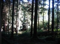 Established conifer trees