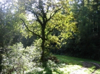 Picturesque track leading to the wood