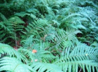 Lots of crazy ferns!