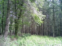 Hugginshayes wood photo 2