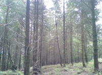 Hugginshayes wood photo 3