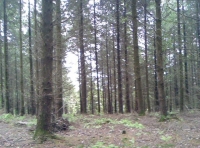 Hugginshayes wood photo 4