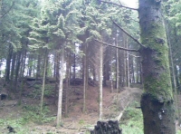 Hugginshayes wood photo 5