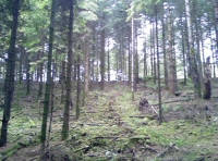 Hugginshayes wood photo 6