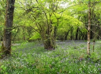 Iron Mill Wood