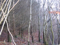 Kingfisher wood - SOLD photo 2