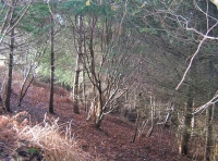 Kingfisher wood - SOLD photo 3