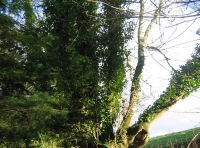 Kingfisher wood - SOLD photo 4