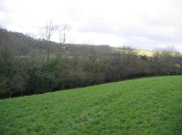 Kingfisher wood - SOLD photo 5