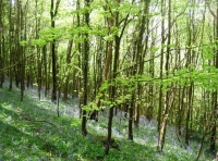 Kings Wood - SOLD