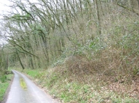 Kingshill Wood - SOLD photo 2
