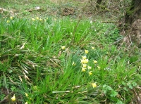 Kingshill Wood - SOLD photo 3