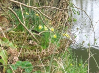 Kingshill Wood - SOLD photo 4