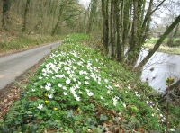 Kingshill Wood - SOLD photo 5