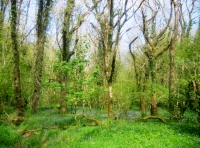 Good mix of broadleaved trees