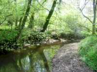 The eastern boundary of the wood, the river lew