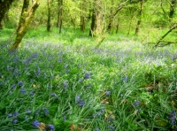 A magnificent carpet of bluebells in the woodland for sale