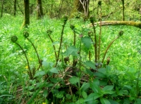 Good ground flora within Lew Wood, including these ferns