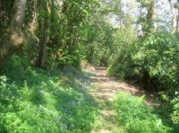 Track within the wood