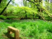 A bench near the river bank