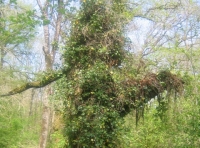 A wonderful old tree providing good habitat for birds and bugs