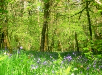A view of Lew Wood
