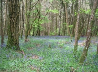 Ley Wood - SOLD