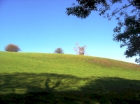Little Bray Wood