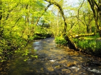 Lock Lane Wood