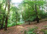 Lockyear Wood - SOLD