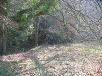 Longrush meadow photo 2