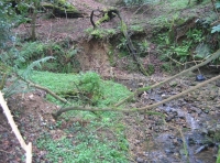 Longrush meadow photo 3