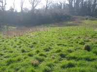 Longrush meadow photo 4