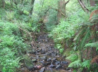 Longrush meadow photo 5