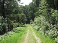 Lovehaynes Wood - SOLD