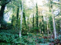 View of Larch with hazel understorey
