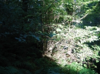 Some of the hazel coppice