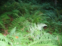 Lovehaynes Wood is covered in ferns