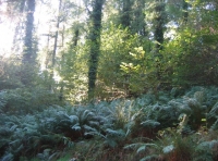 Lovehaynes Wood