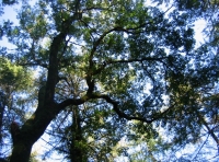 Amazing ash trees!