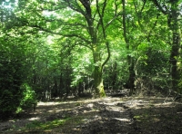 Meles Wood
