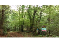 Mole Wood