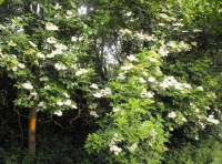 Nethercott Meadow photo 4
