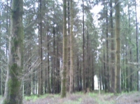 North Hill Wood - SOLD photo 2