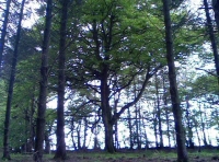 North Hill Wood - SOLD photo 3