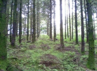 North Hill Wood - SOLD photo 4