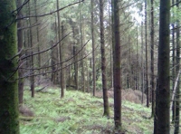 North Hill Wood - SOLD photo 5